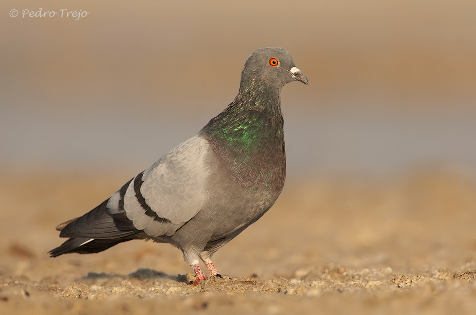 Paloma bravia (Columba livia)